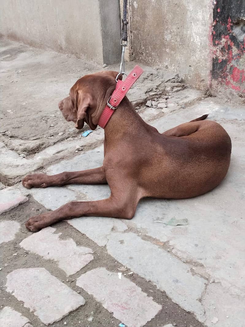 pointer dog 1