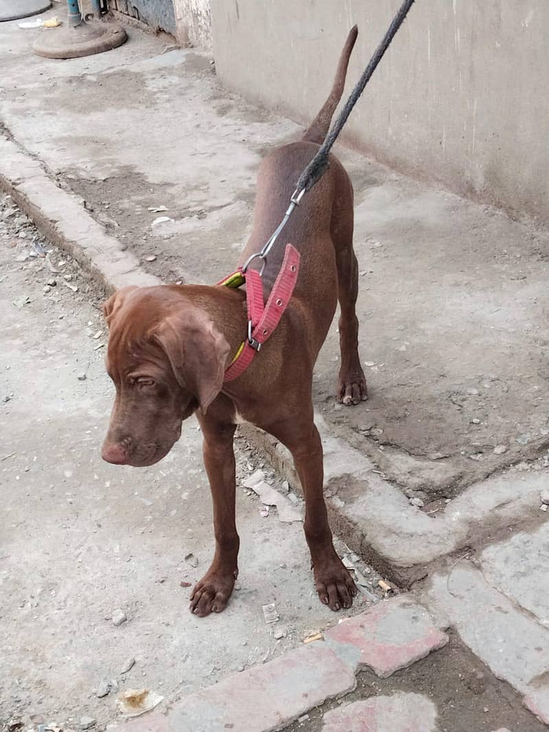 pointer dog 2