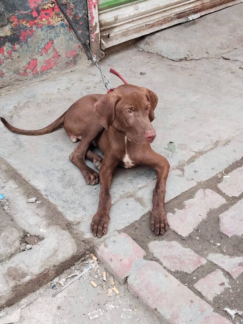 pointer dog 3