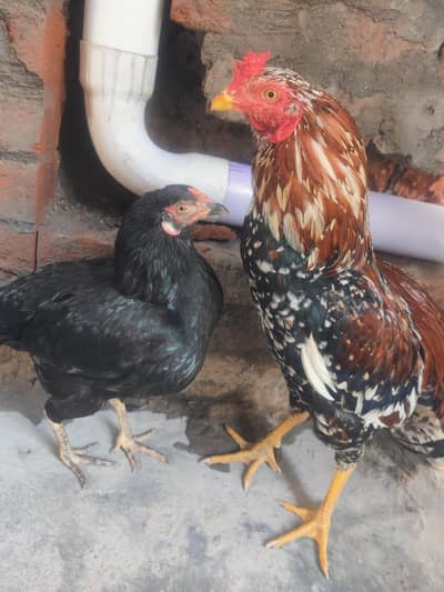 Aseel pair for sale