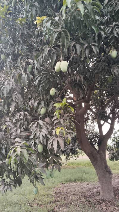 multani sindri