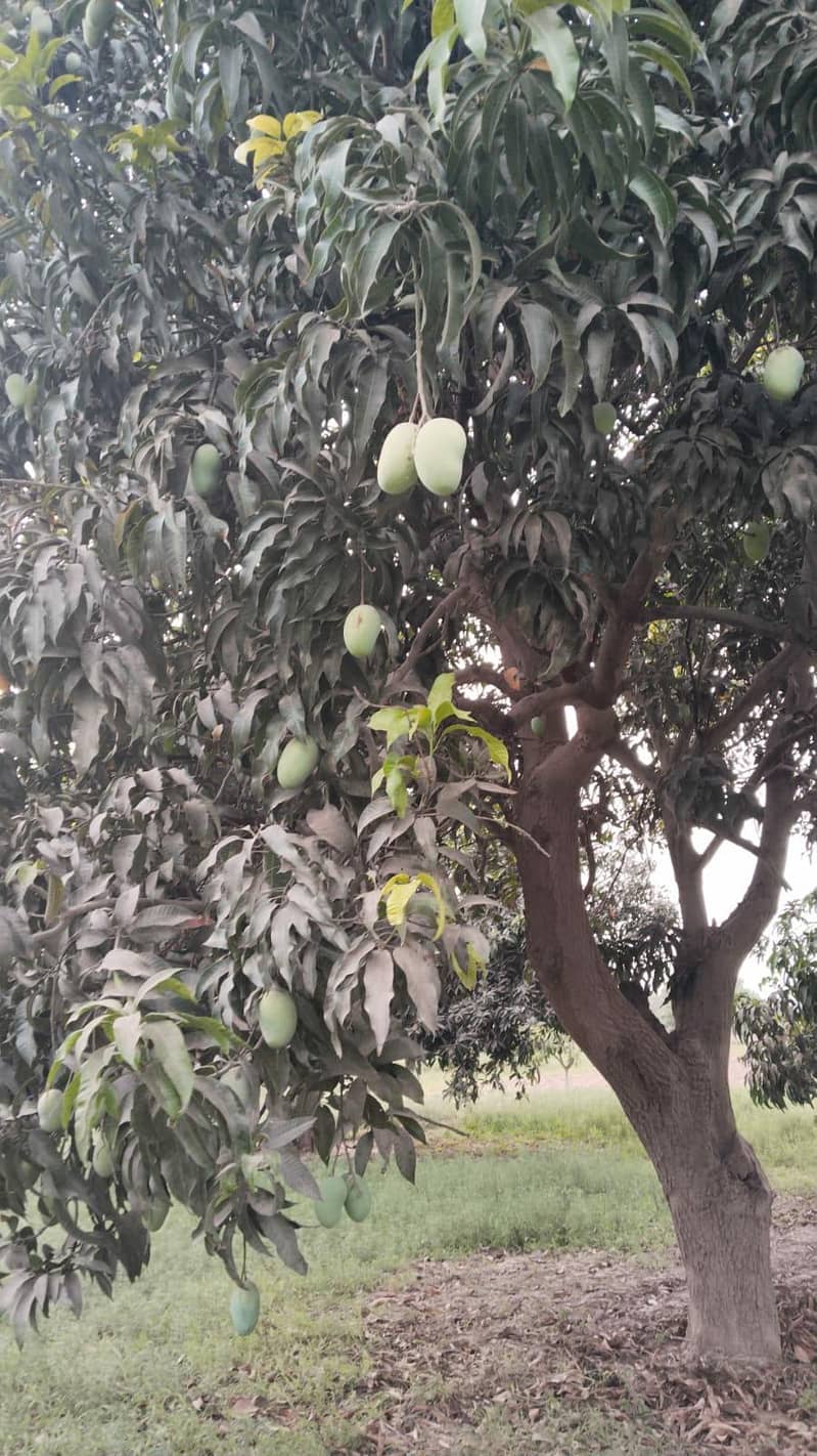 multani sindri 0