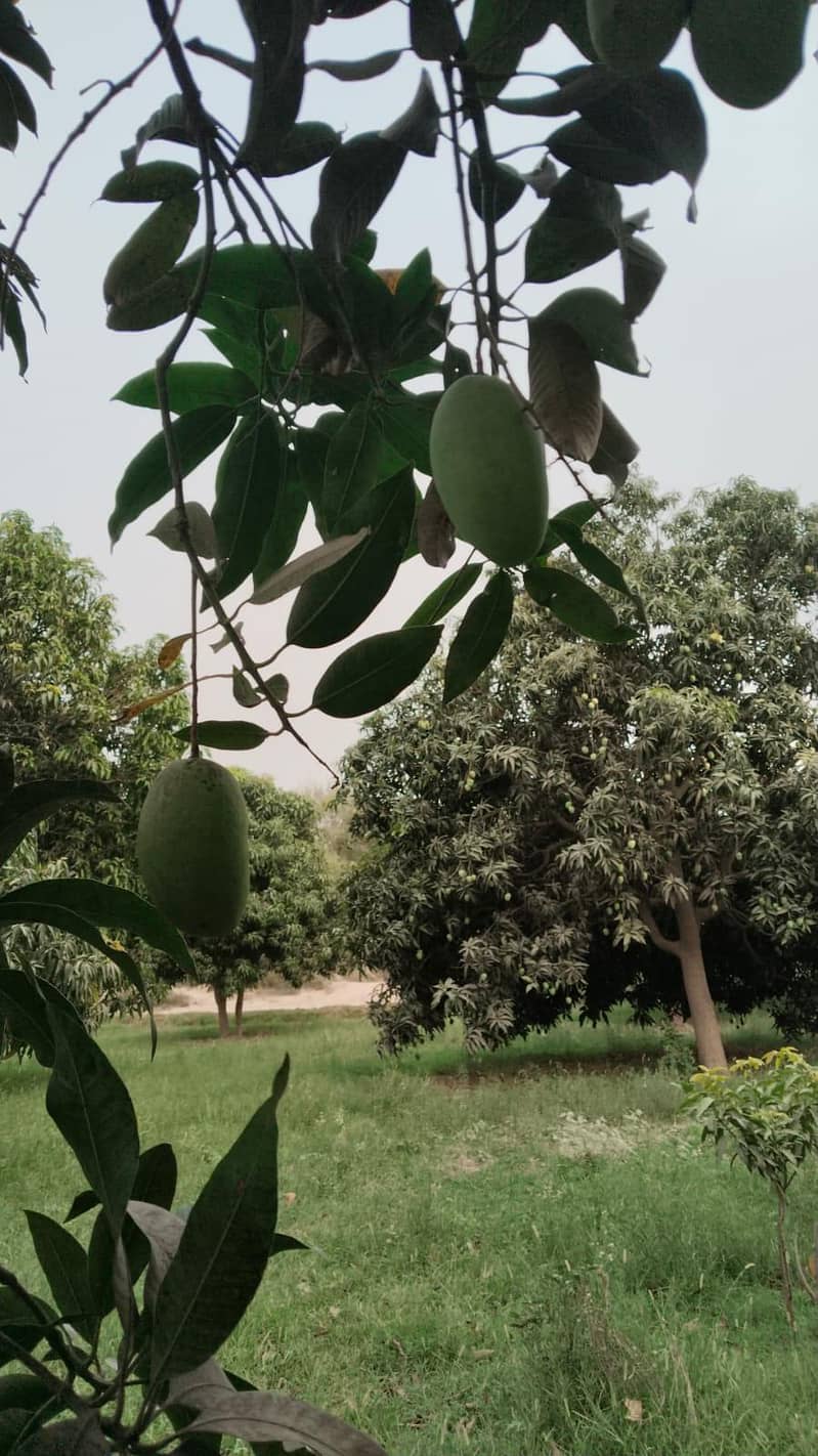 multani sindri 2