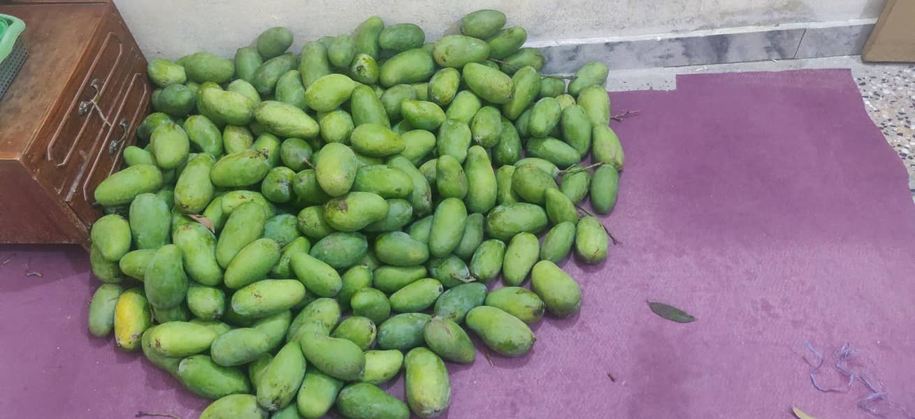 multani sindri 3