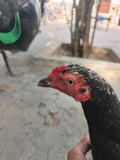 Aseel female for sale