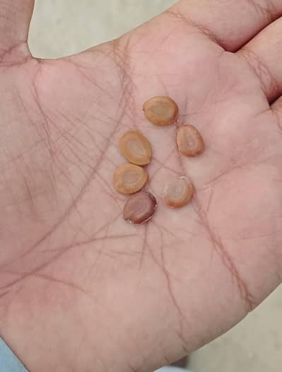 Seeds trees بیج، تخمِ شجر