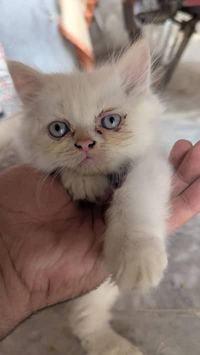 3rple cott Cat babies available
