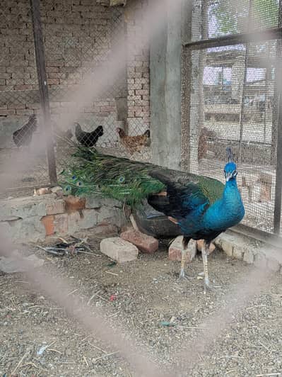 Blue shoulders male Peacock