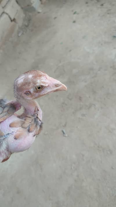 Asseel Chicks for Sale