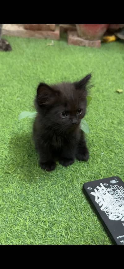 Black persain kitten