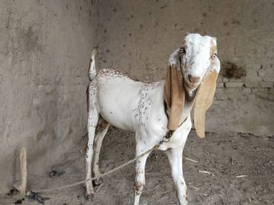 makkhi China bakra for sale call me 03225280183