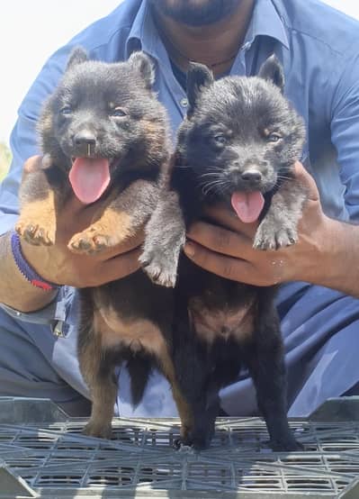 German Shepherd puppies for sale / puppy / pup /  dog