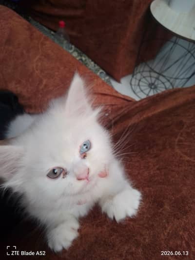 Persian kittens