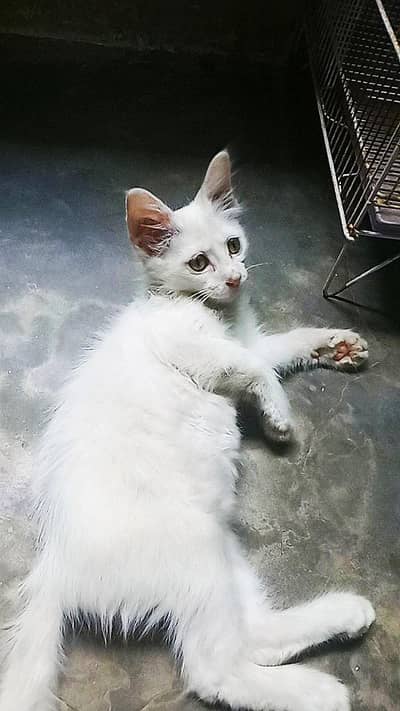 for sale cat
