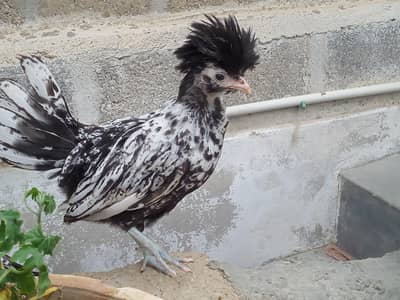 SILVER LACED POLISH