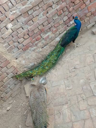Peacock pair