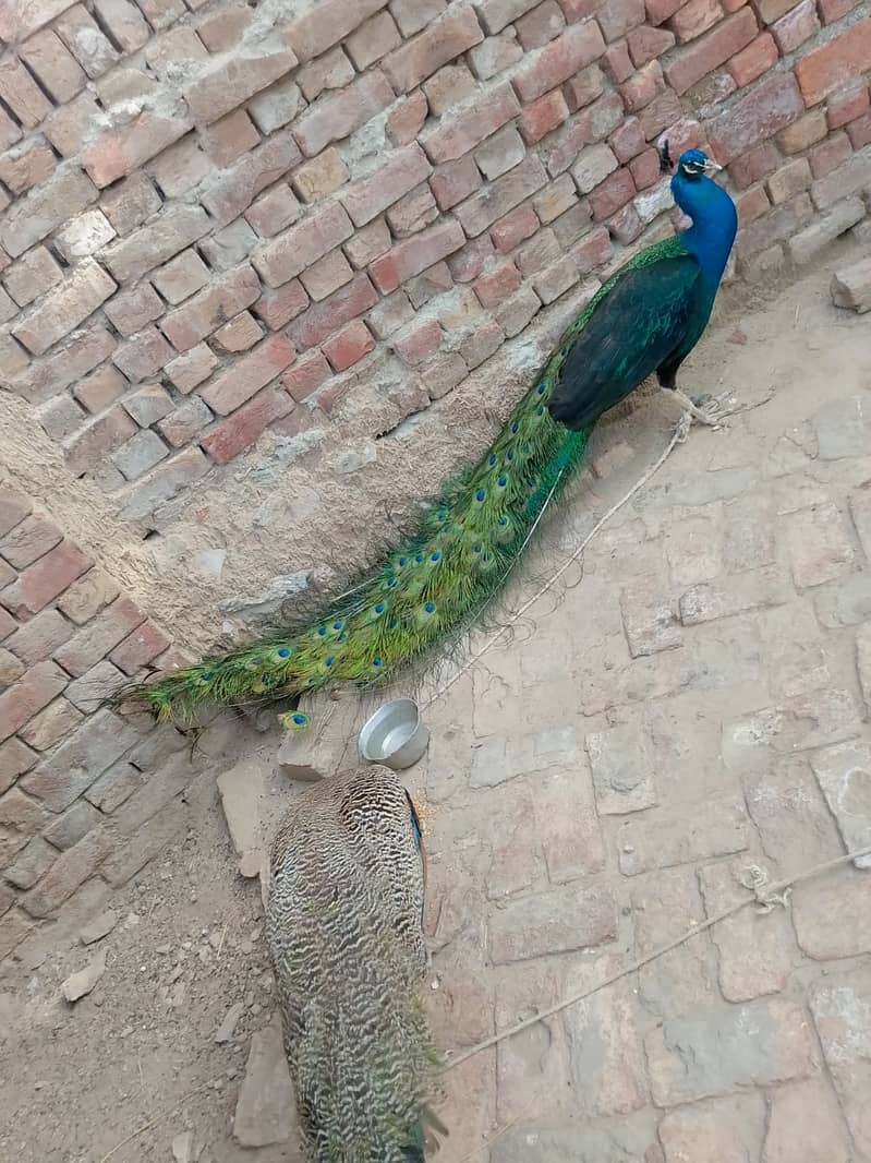 Peacock pair 0
