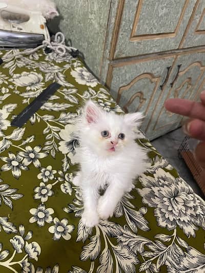 Persian