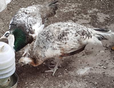 ready to breed pair available