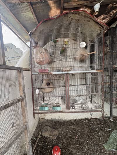 Birds cages 03122336078