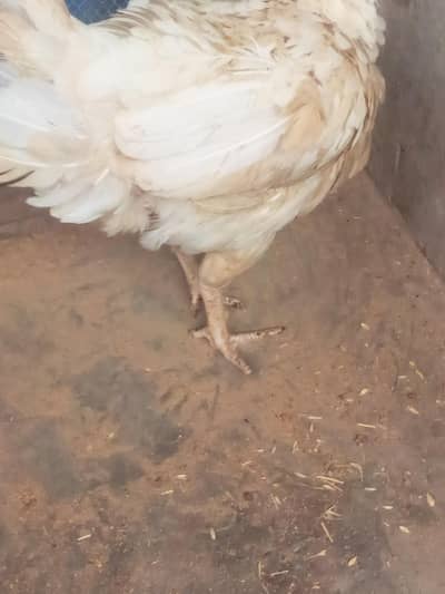 aseel Heera female