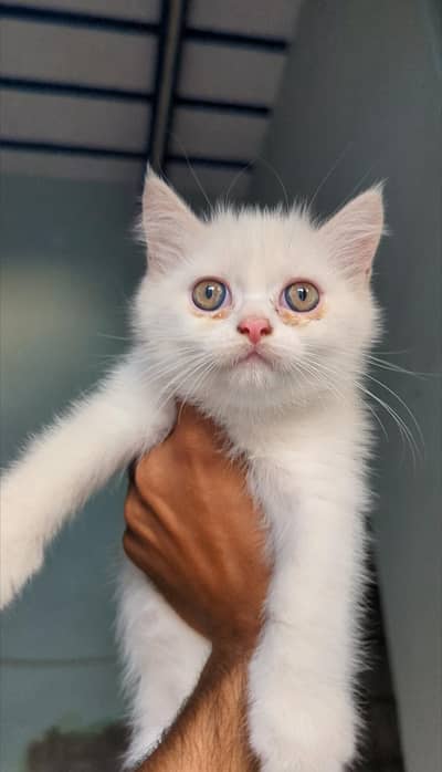 triple cotted beautiful kitten whstapp 03188100390