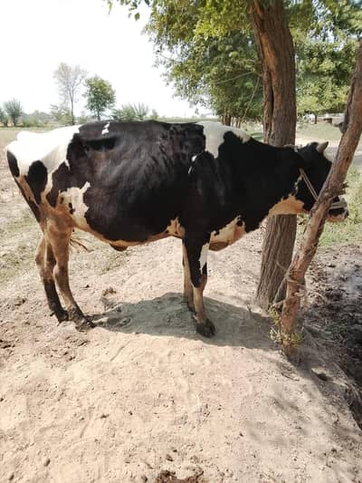 farizon cow