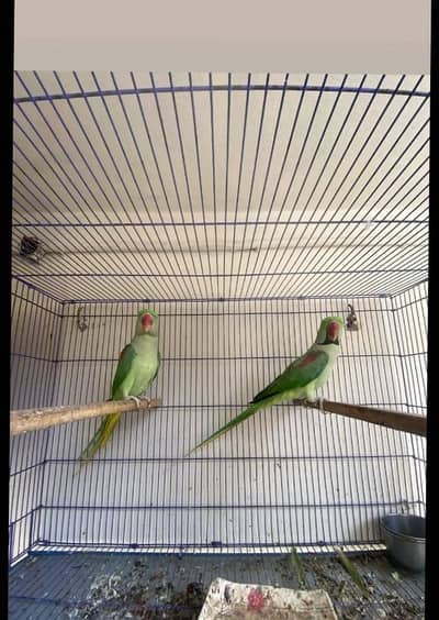 healthy active beader pair