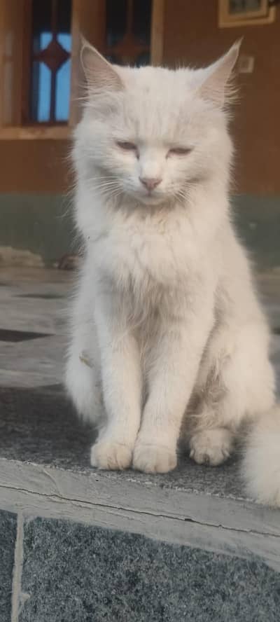 Russain cat
