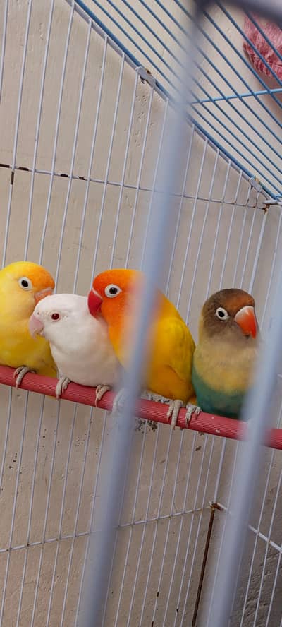 LoveBirds for sale