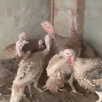 blue slate and other turkey birds