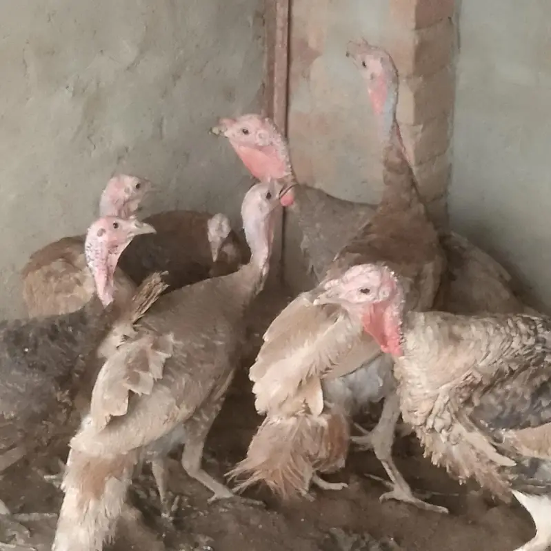 blue slate and other turkey birds