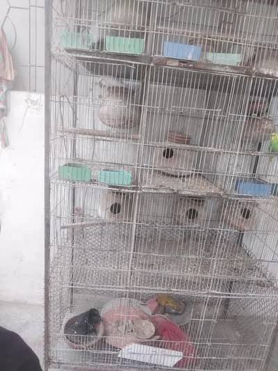 cage b