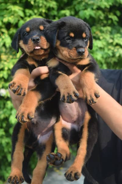 Top quality rottweiler female puppy available from pedigree parents
