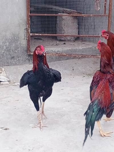 Aseel Murghy for sell
