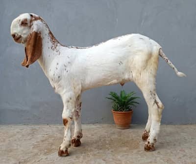 Makhi Cheena Bakra For Sale