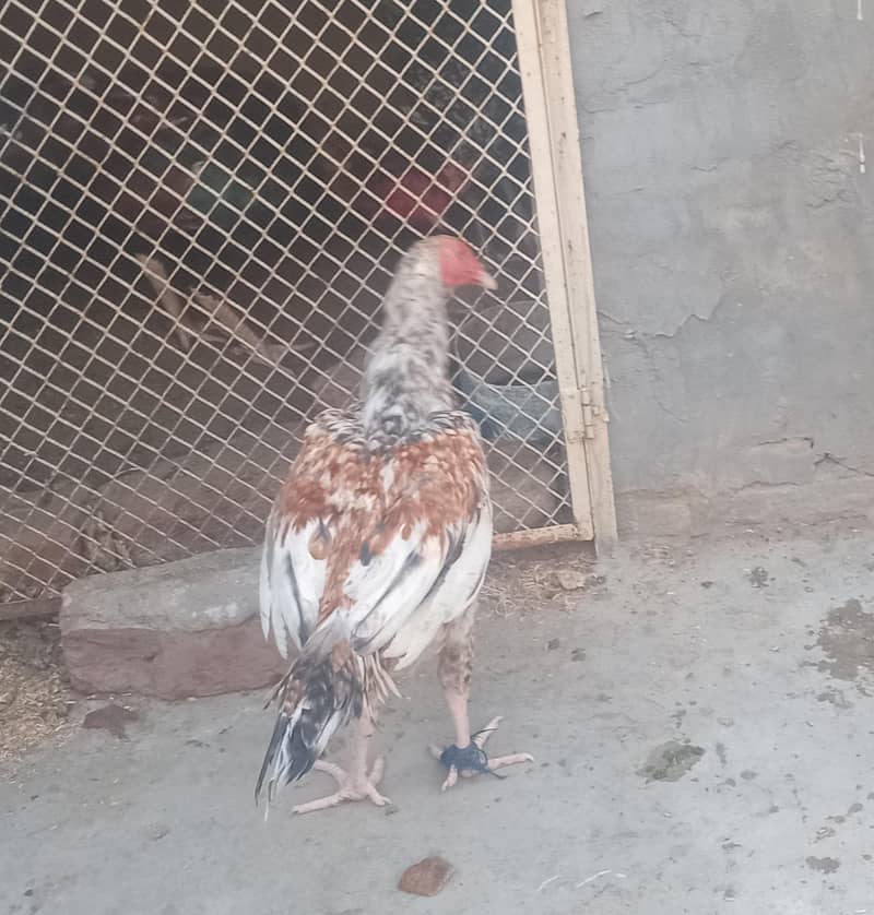 seel murga 9