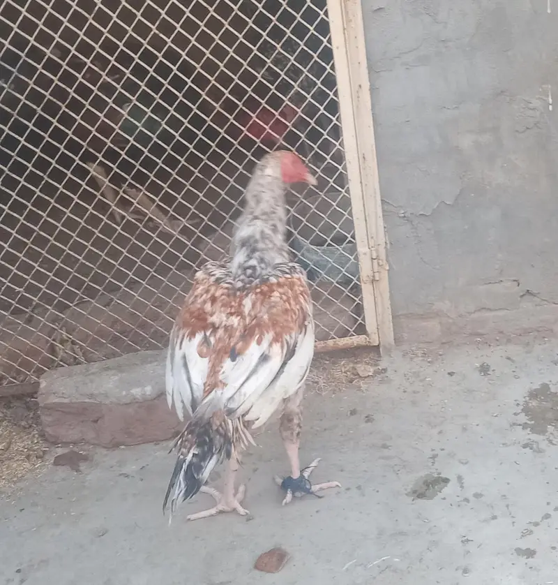 seel murga — photo 10