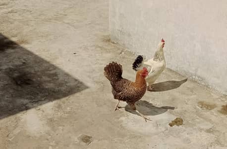 VACCINATED 02 MISRI HENS