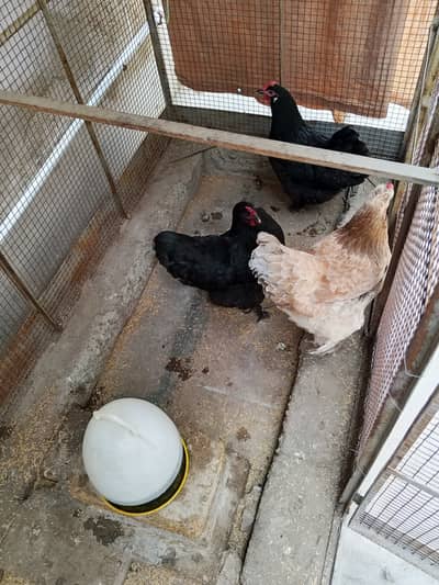 With steal cage Austrolop and buff Columbian hens