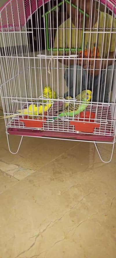 4 Pairs parrot Male Female