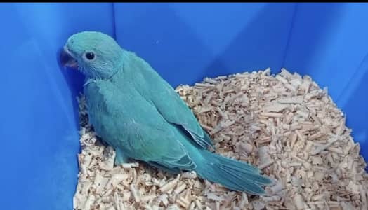 Blue Ringneck or Kashmiri Pahari chick