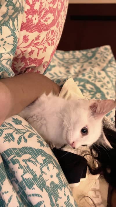 He is a double coat Persian, potty trained, very calm and loving