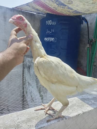 Heera Aseel Madi Female ( 03204661930 )  1 chicks pair Available