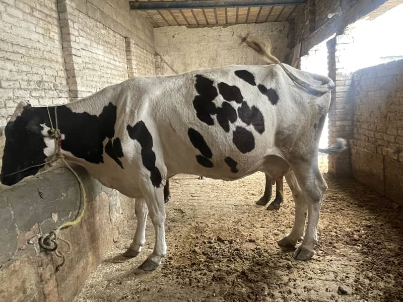 گھبن گائے 2
