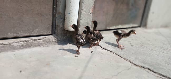 Thai aseel breed