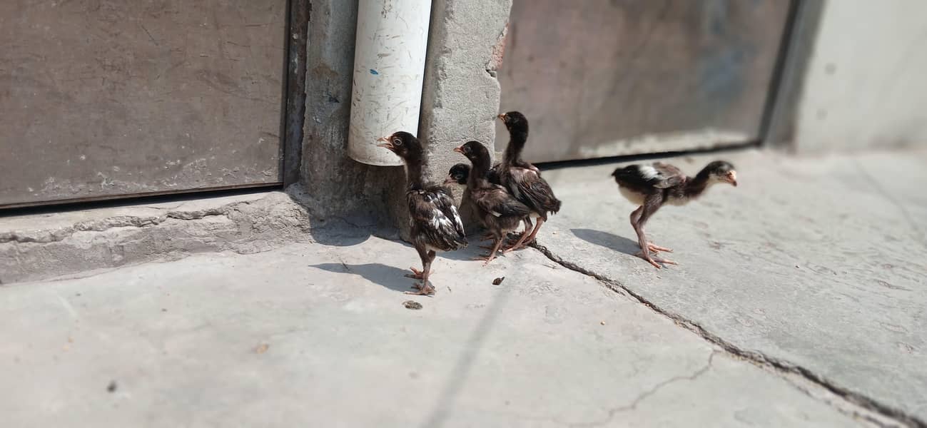 chick's 1