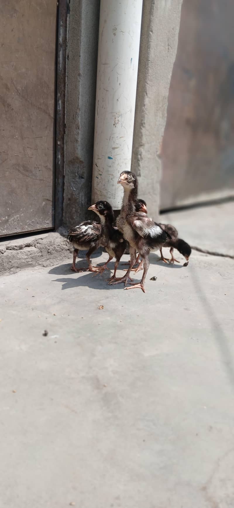 chick's 2