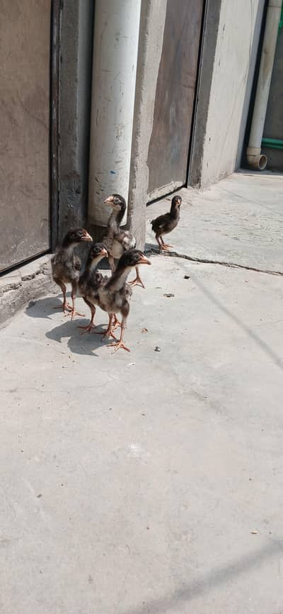 Thai aseel breed