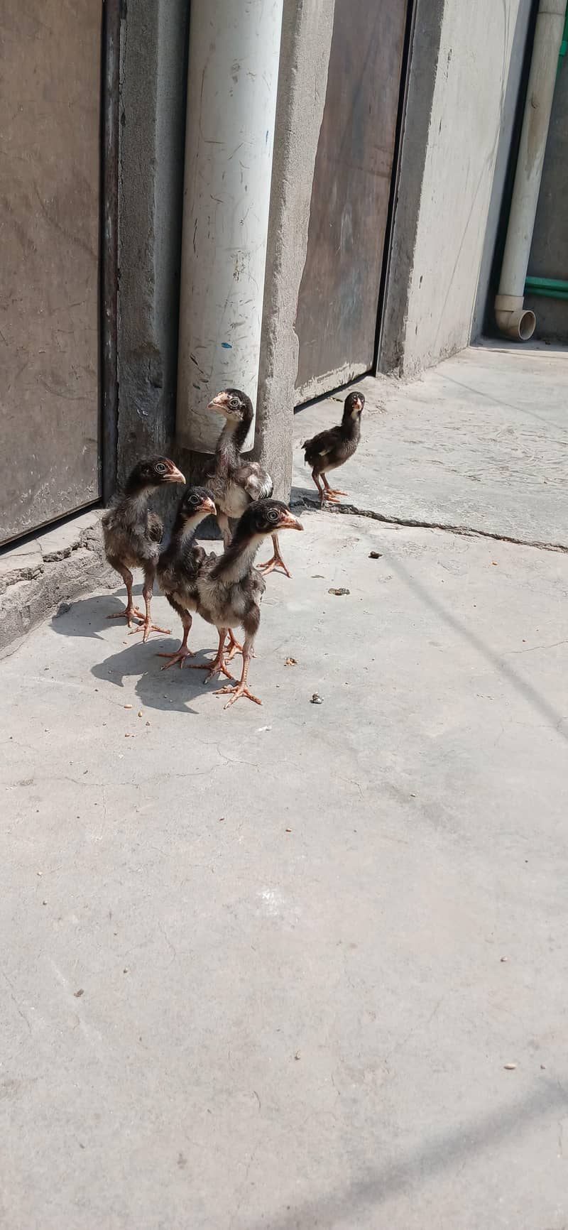 chick's 0
